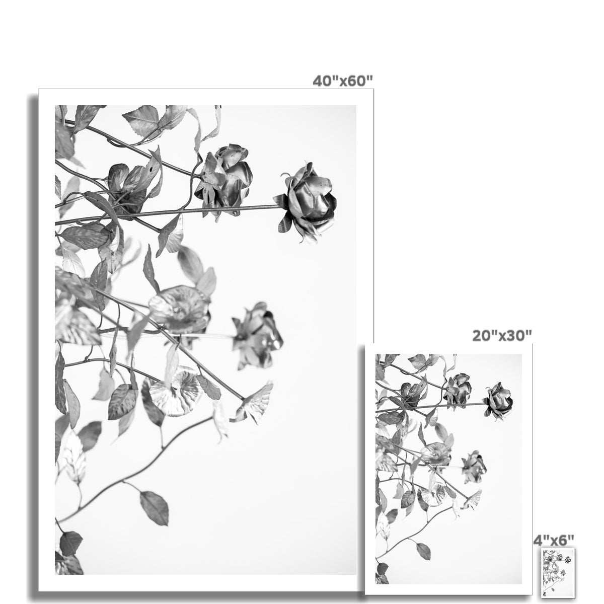 B&W 13 Fine Art Print