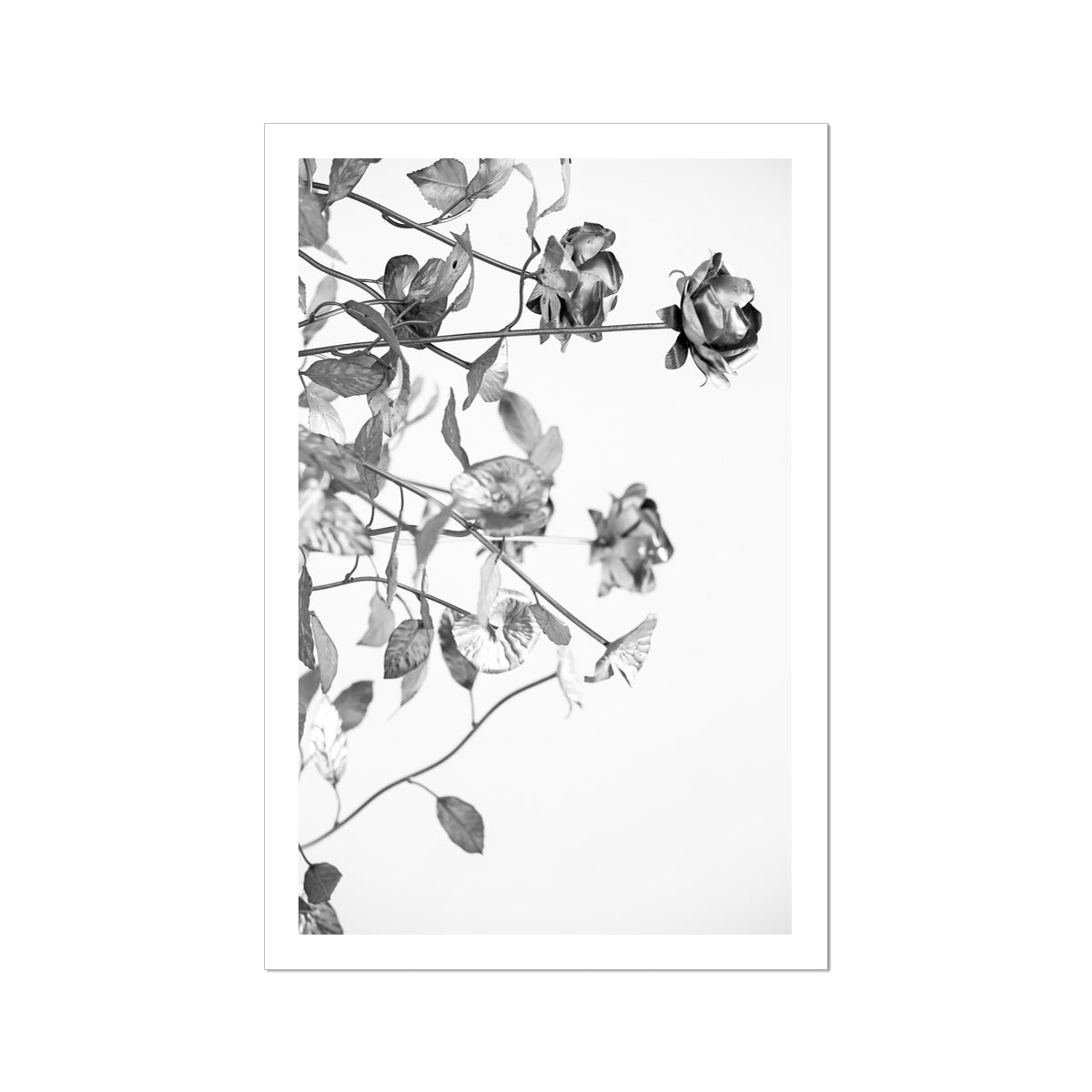 B&W 13 Fine Art Print